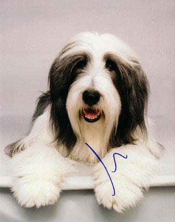 Tim Allen in-person autographed Photo